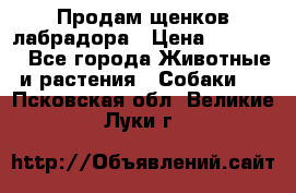 Продам щенков лабрадора › Цена ­ 20 000 - Все города Животные и растения » Собаки   . Псковская обл.,Великие Луки г.